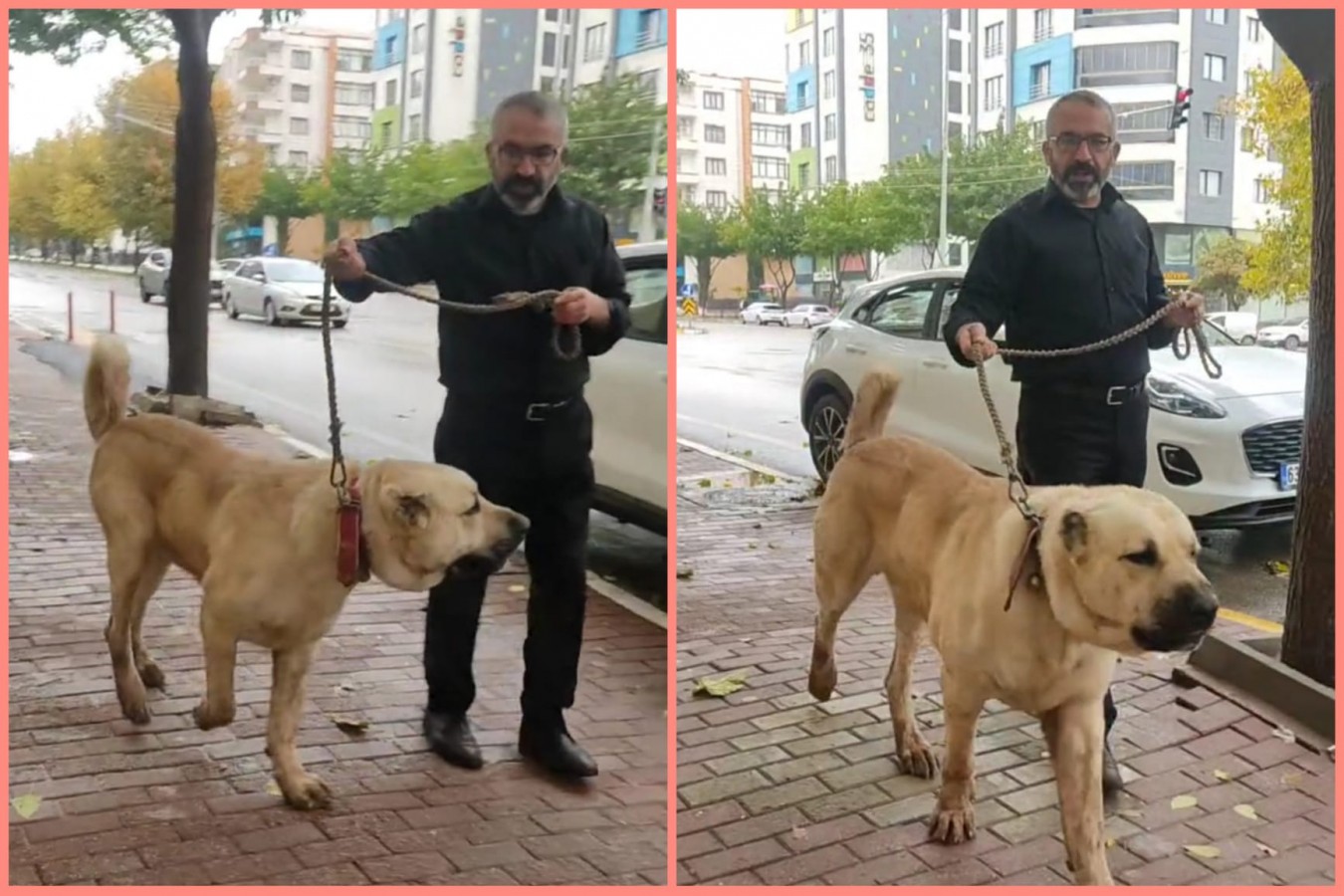 Urfa’ya has çoban köpeği 'Guregh' Karaköprü sokaklarında